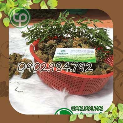 Địa chỉ mua bán khổ qua rừng tại Hậu Giang