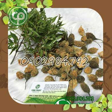 Địa chỉ mua bán khổ qua rừng tại Huyện Hoài Đức