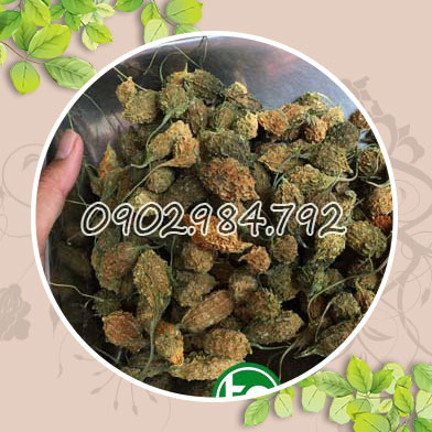 Địa chỉ mua bán khổ qua rừng tại Huyện Phú Xuyên