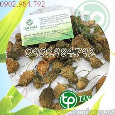 Địa chỉ mua bán khổ qua rừng tại Thanh Hóa