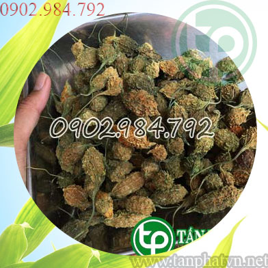 Địa chỉ mua bán khổ qua rừng tại Thừa Thiên Huế