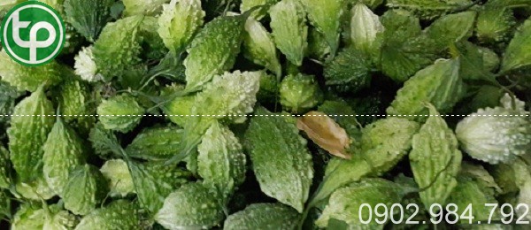 Địa chỉ mua bán khổ qua rừng tại Vĩnh Long
