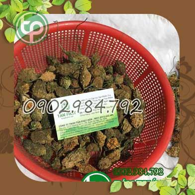 Địa chỉ mua bán khổ qua rừng tại Vĩnh Long