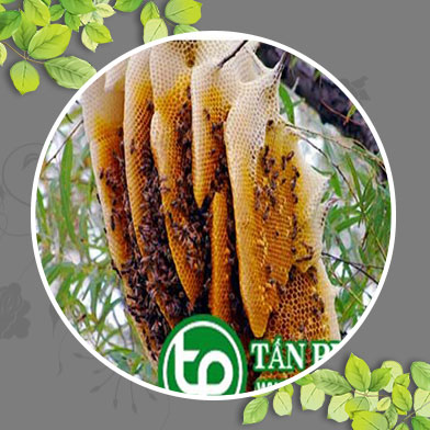 Địa chỉ mua bán mật ong rừng tại Huyện Mê Linh
