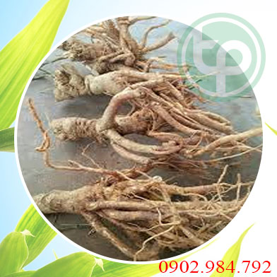 Địa chỉ mua bán rượu đinh lăng tại Hà tĩnh
