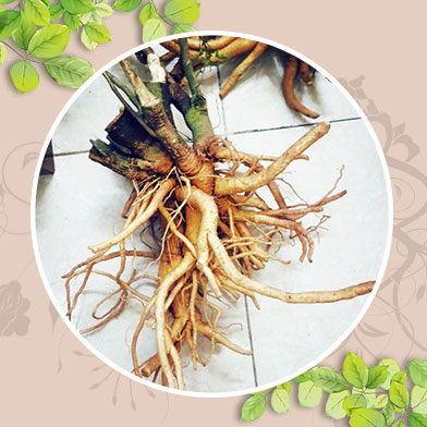 Địa chỉ mua bán rượu đinh lăng tại Huyện Ứng Hòa