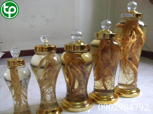 Địa chỉ mua bán rượu đinh lăng tại quận 6