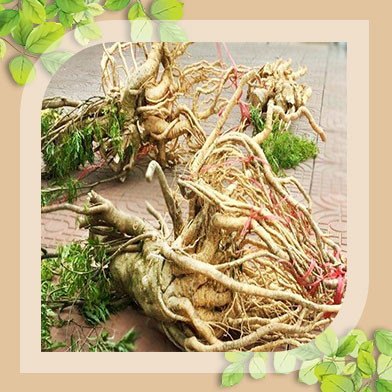 Địa chỉ mua bán rượu đinh lăng tại Thanh Hóa