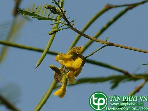 Điền thanh bụi trị bệnh ngữa ngoài da, trị giun, cụm nhọt