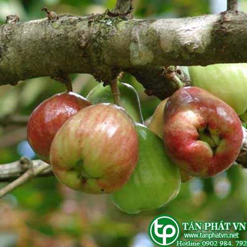 Điều đỏ thuốc lợi tiểu, hạ sốt, trị sốt