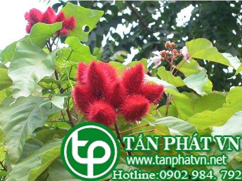 Điều nhuộm chứa lỵ, hạ nhiệt, sốt rét, phát ban