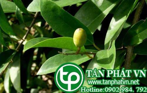 Đinh công trị phong thấp, đau thần kinh tọa, bại liệt,  sưng đau