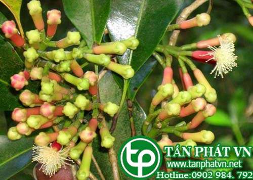 Đinh hương dùng trị nhức mỏi, lạnh tay chân, đau xương