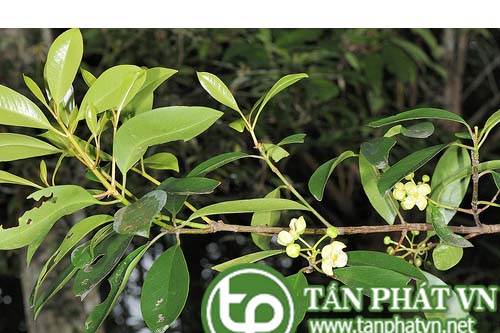 Dọc giúp tiêu thũng, làm se, giảm đau