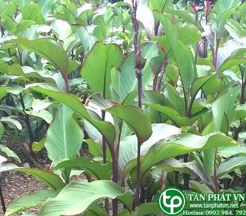 Dong riềng có tác dụng thanh nhiệt, lợi thấp, an thần, giáng áp