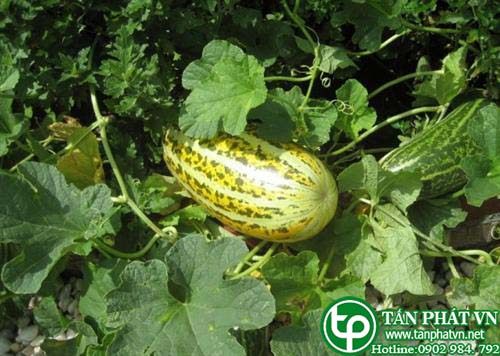 Dưa bở có tác dụng tán kết tiêu ứ, thanh phế, nhuận tràng