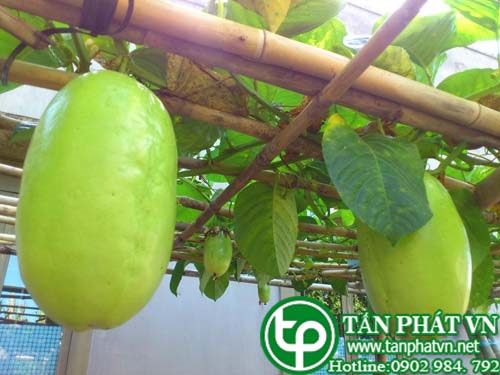 Dưa gang tây được dùng làm thuốc trị sán