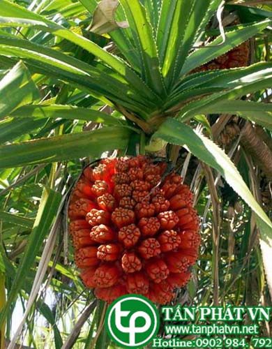 Dứa gỗ có tác dụng làm ra mồ hôi, giải nhiệt,  tiêu viêm, lợi tiểu