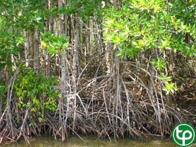 Đước trị bệnh về khớp