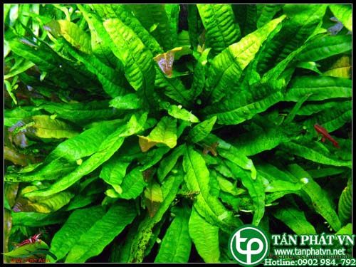 Dương xỉ thường giúp cầm máu, hàn vết thương, chữa sưng tấy