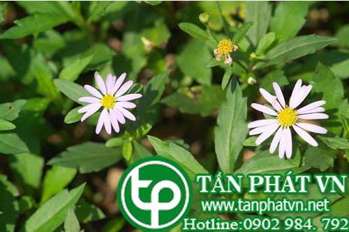 Hài nhi cúc trị viêm amydal, viêm xoang, ghẻ lở, sái bầm tím