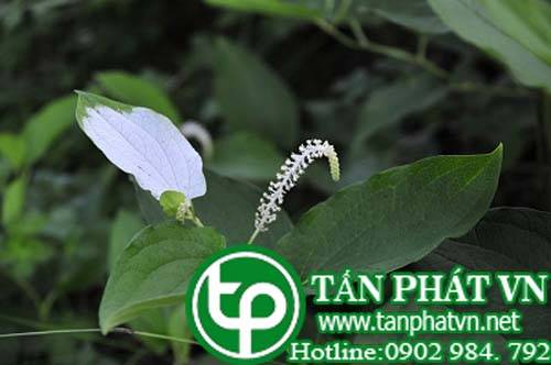 Hàm ếch trị đường tiết niệu, sỏi, viêm thận, viêm bạch huyết