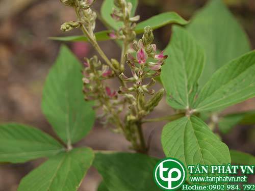 Hàm xì chữa sưng tấy, lở loét, tê thấp