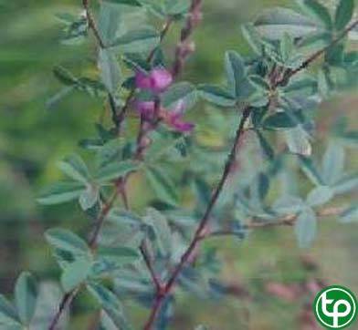 Hàn the cây trị ho phổi, ho hàn, ho nhiệt