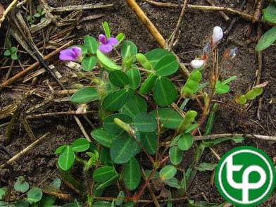 Hàn the trị lậu ra máu,đái buốt, kiết lỵ, bướu, lở loét