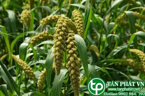 Hạt kê chữa thấp khớp, nhọt, đầy bụng, không tiêu