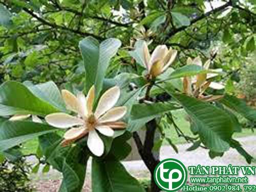 Hậu phác nam chữa đau bụng, sốt rét, chậm tiêu