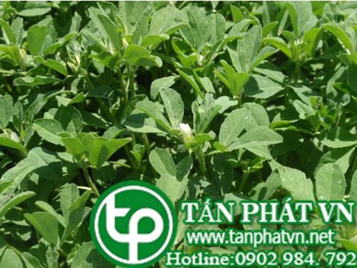 Hồ lô ba giúp bổ thận tráng dương, đau dạ dày, đau ruột