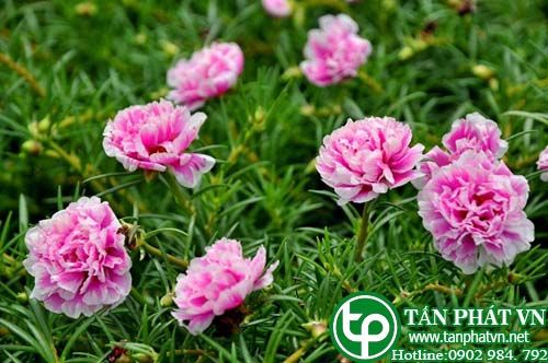 Hoa tí ngọ chữa cảm mạo, rắn cắn