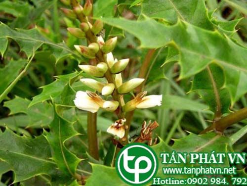 Hoàng liên ô rô chữa viêm ruột, ỉa chảy, viêm da dị ứng, vàng da