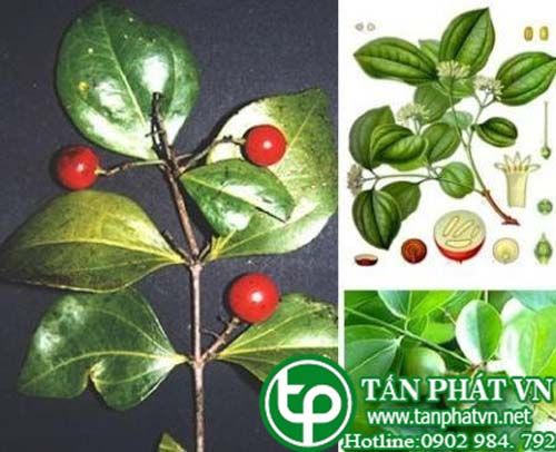 Hoàng nàn chữa phong hàn, tê thấp, đau nhức lưng, chân tay