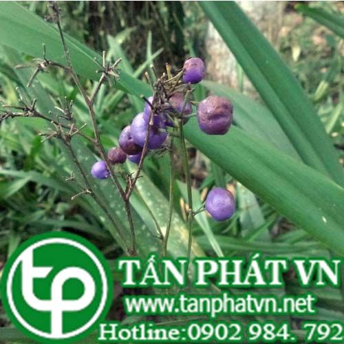 Hương lâu trị ghẻ ngứa, đau bụng, phong tê thấp