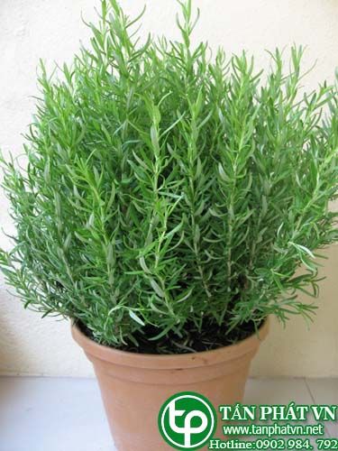 Hương thảo làm thuốc trị đau khớp và đau nửa đầu