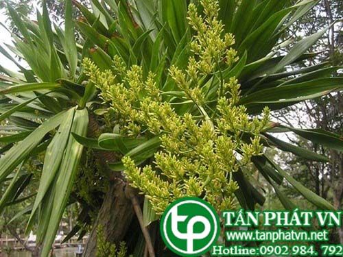 Huyết giác trị đau mỏi, ngực căng tức, vai đau ê ẩm, sốt, ho