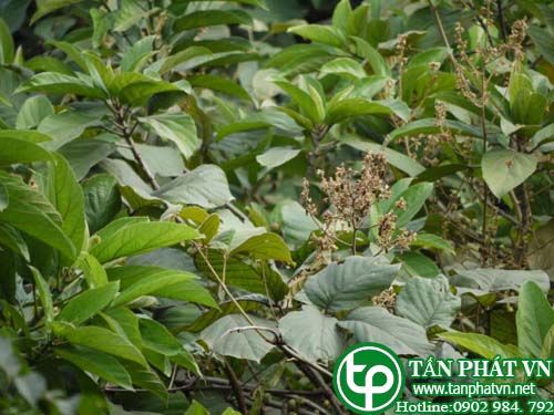 Huyết rồng hoa nhỏ trị di tinh, bạch đới, kinh bế, chữa khí hư, đau bụng giun