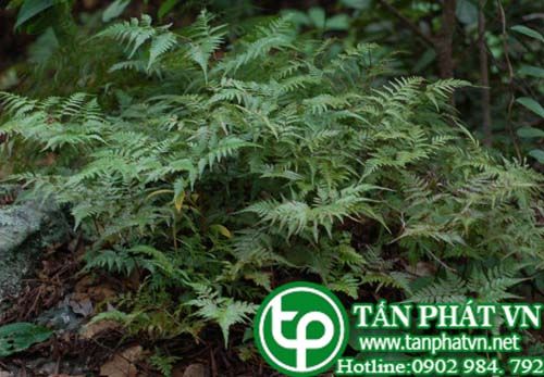 Huỳnh xà trị rắn cắn