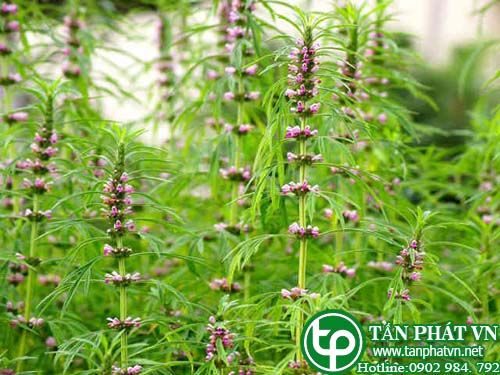 Ích mẫu trị kinh nguyệt bế tắc, viêm thận, phù nhũng, đái ra máu
