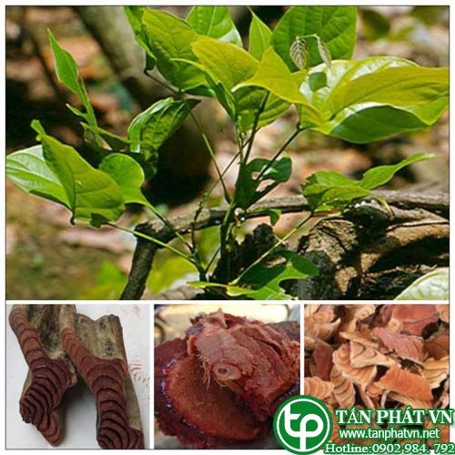 Kê đằng trị thiếu máu, kinh nguyệt không đều, gân cốt đau