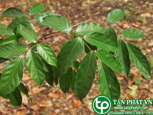 Khổ diệp dùng để trị sốt