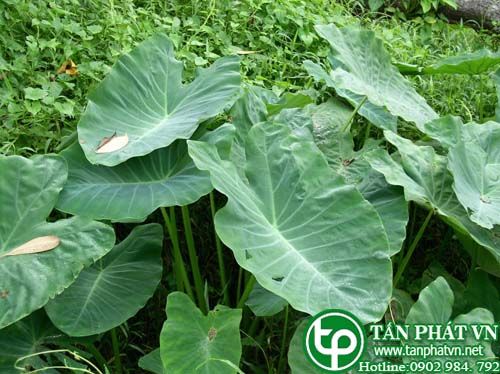 Khoai nước trị ghẻ, rắn cắn, ong đốt, mụn nhọt