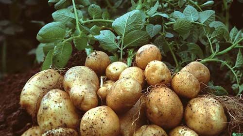 Khoai tây chữa viêm dạ dày tá tràng, chống viêm, đau bụng
