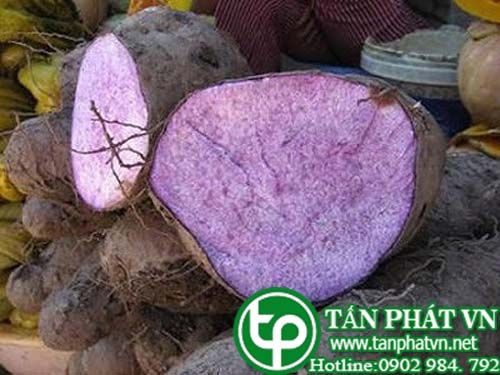 Khoai vạc chữa kém ăn, gầy gò, đái đục, đái tháo