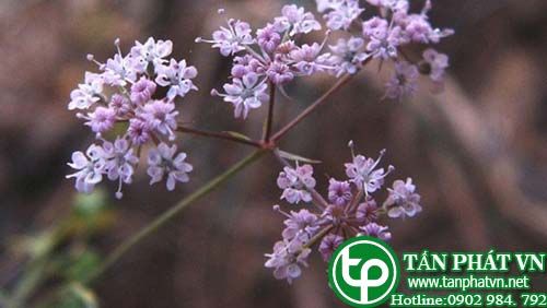 Khồm làm gia vị, trị trướng bụng, nấc, buồn nôn, đau bàng quang