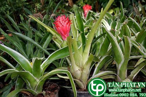 Khóm rằn trị ung sang thũng độc