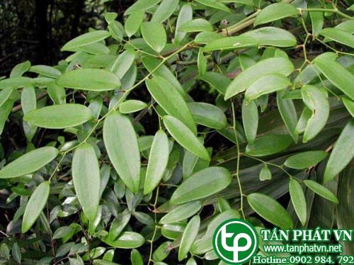 Kim cang lá quế làm rau ăn, nẫu nước uống bổ gân cốt
