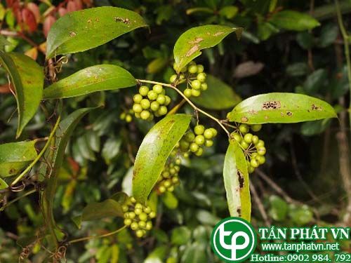 Kim cang lá thuôn trị bệnh tê thấp